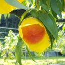 대홍농장 이미지