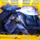 낚시타운 좌대낚시터 이미지