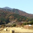 정영호농장 이미지