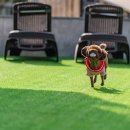 여수 도그펄슨 애견수영장펜션 이미지