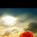 석양 속 생명의 날 이미지