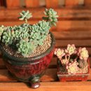 석인농장 이미지