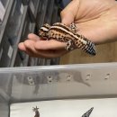 고래피시방 | [방문 후기] 순천 ‘준테일’ 방문 후기