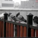 청량리블루스 이미지