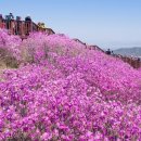 올 봄 절대 놓쳐선 안 될 보랏빛 여행지"... 봄 여행지로 꼭 가볼만한 명소 4곳 이미지