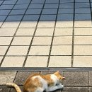 야호게임장 이미지
