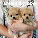 마마스미독 강아지분양 인천점 이미지