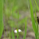 화포천생태습지공원 이미지
