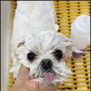 모여라 애견미용 이미지