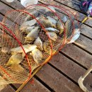 동암 낚시터 | 충남 아산 음봉 대동 낚시터 첫 번째 좌대 낚시 어종 다양하네요~