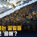 꿀벌이 사라지는 이유는 이미지