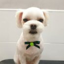 핑크펫샵 이미지