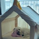 야탑서울동물병원 이미지