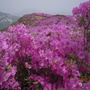 산철죽 군락지 이미지