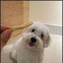 광안유치원 | 강아지들이 신나게 뛰어노는 광안애견유치원 보낸 후기