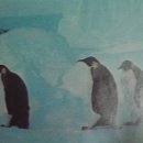 동물의 세계 8.남북극의 동물들 이미지