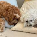 모카애견 이미지