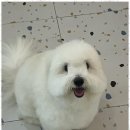 명지애견 네이버블로그