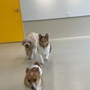 털로덮인 친구들 커먼그라운드점 이미지