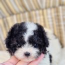 토이파티 이미지