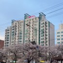 불광천 | [서울 벚꽃 명소] 불광천 실시간 벚꽃 만개 현황 / 올해 봤던 벚꽃 중 가장 이뻤던 불광천 후기