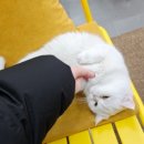 낭만수컷 이미지