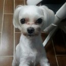 개님은 털빨 네이버블로그