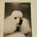 센텀애견샵 이미지