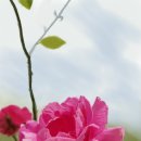 장미와 김목수 이미지