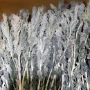 펀치볼가영이네