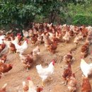 구구농장 이미지