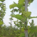 지푸라기농장 이미지