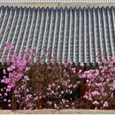 2022-03-31 창덕궁 창경궁 홍매화 산수유 진달래 봄꽃 개화시기 이미지