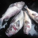 인천유선 이미지