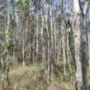 시냇물공원 | [푸꾸옥 후기] 국립공원 트레킹 &amp; 스파로 완전 회복