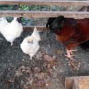 해피팜농장 이미지