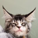 티피쿤(TIPPYCOON) 이미지