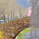 영산 연지못 | 창녕 영산 만년교 연지못 벚꽃 개화시기 주차장 꿀팁까지 완벽정리