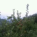 솔밭농원 이미지