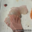 능동로 | 건대 초밥 맛집 호야초밥참치 본점 B특호야 후기