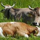 개량가축인공수정소 이미지