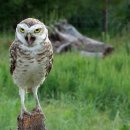 쉽게 배우는 초보영어 이미지