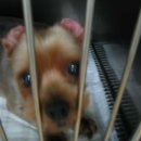 연서 동물병원 이미지