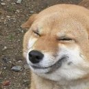 웃는강아지 이미지