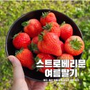 대구 카페 여름 딸기 공급 고민 끝! 스트로베리문 여름 딸기 달콤한 후기