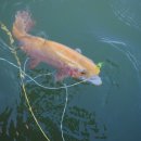 관리낚시터 이미지