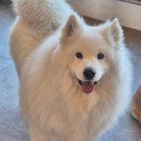 박준애견호텔강아지목욕대형견호텔애견유치원 | 청주 실내 데이트 대형견 소형견 어테일 애견카페 내돈내산 후기