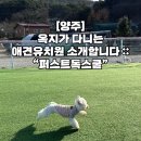 퍼스트 독 스쿨 이미지