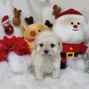 달콤하니냥 이미지