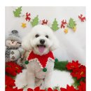 까까보개 이미지